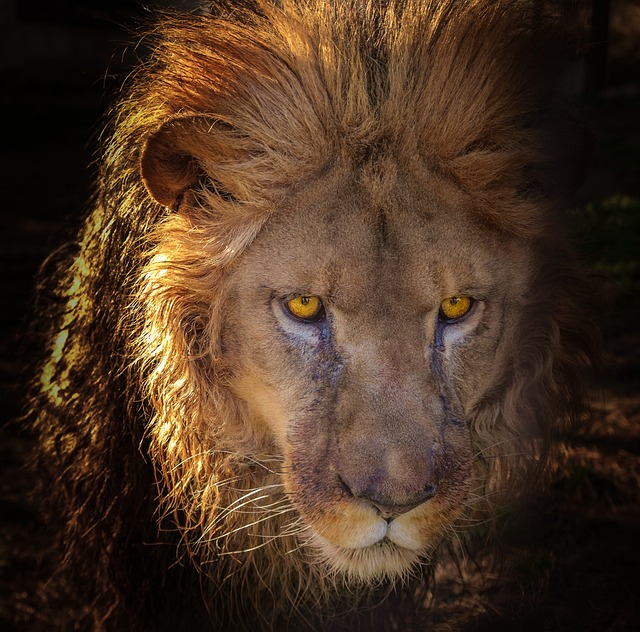Llantera Leo - Imagen 1