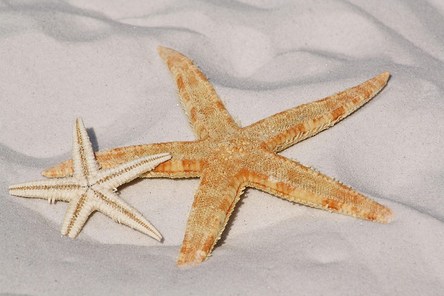 ZAPATERIA ESTRELLA - Imagen 1