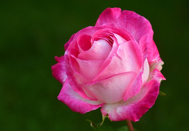 Zapatería Rosa - Imagen 1