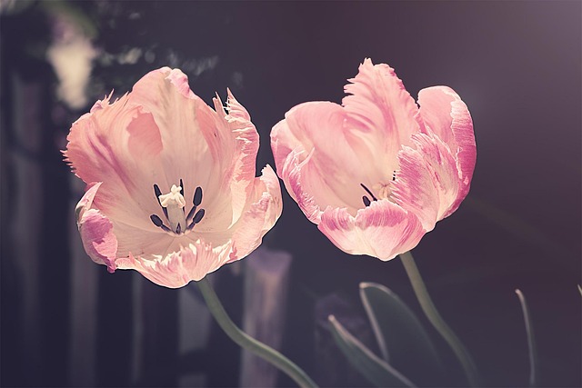 Abarrotes Las Flores - Imagen 1